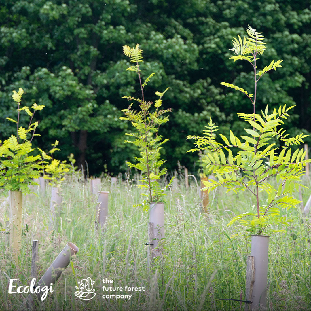 The future forest company