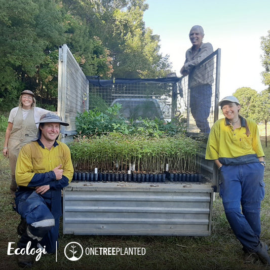OneTreePlanted